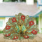 Mint Green & Red Floral Laddu Gopal Dress Size-4